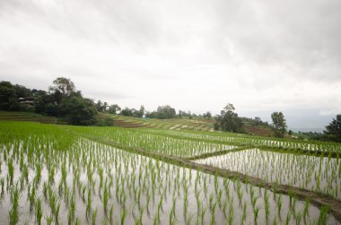 Pirinç Teras hasat sezonu açtı..