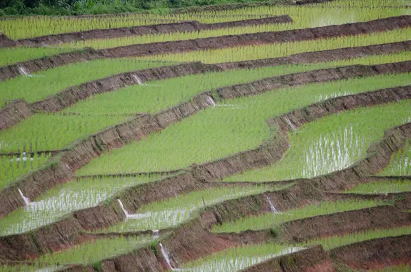 Rice filed terrace in harvest season. — Stock Photo, Image