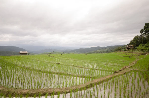 Pirinç Teras hasat sezonu açtı.. — Stok fotoğraf