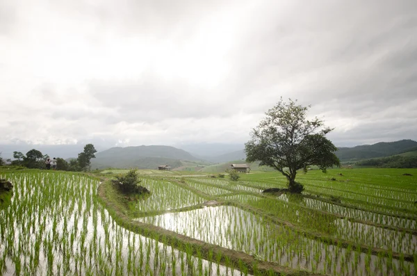 Reis reicht Terrasse in der Erntezeit ein. Stockfoto