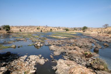 Bir nehir savana - Tanzanya - Afrika 32