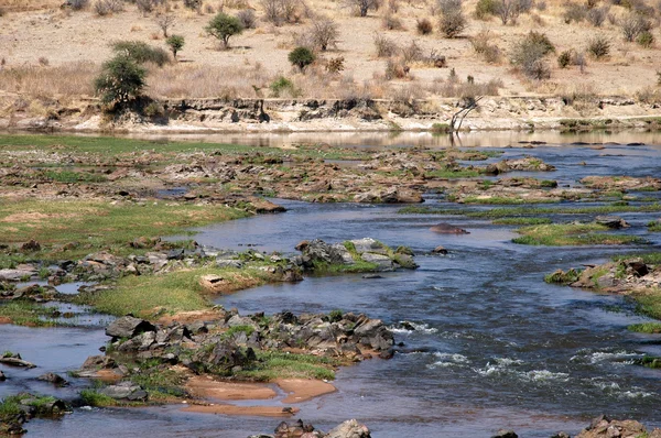 在非洲的热带稀树草原-坦桑尼亚-42 一条河 — 图库照片