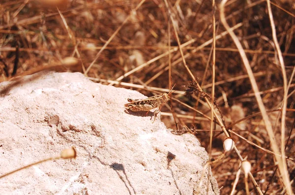 The summer flora and fauna of the Murgia in Basilicata - Italy — Stock Photo, Image