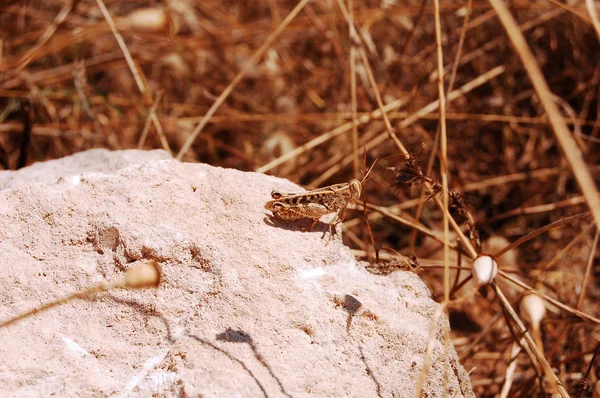 Flora Fauna Verano Murgia Basilicata Italia — Foto de Stock