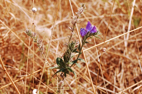 Letní Flóru Faunu Murgia Basilicata Itálie — Stock fotografie