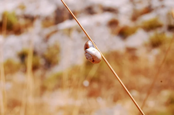 Letní flóru a faunu Murgia v Basilicata - Itálie — Stock fotografie