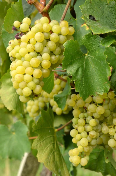 Vinných hroznů na vinici před sklizní — Stock fotografie