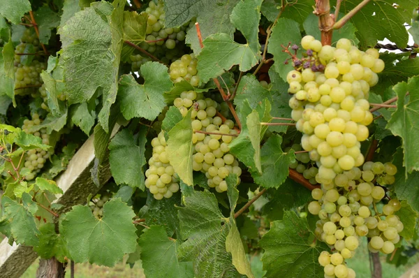 Bando de uvas numa vinha antes da vindima — Fotografia de Stock