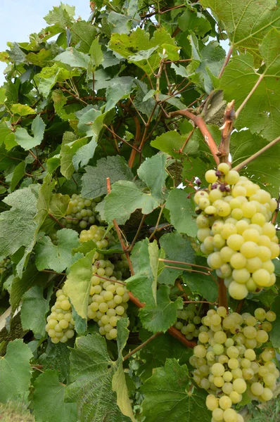 Szőlőfürtök a szőlőben betakarítás előtt — Stock Fotó