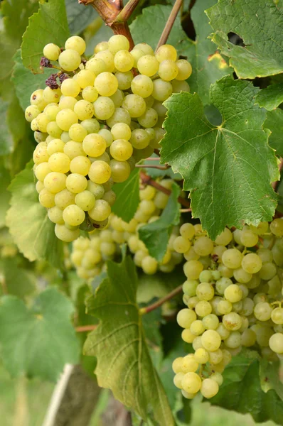 Trauben in einem Weinberg vor der Ernte — Stockfoto