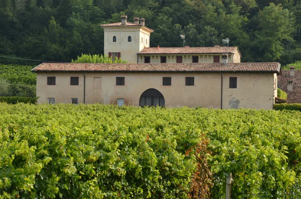 Una finca antigua con sus viñedos en el campo de —  Fotos de Stock