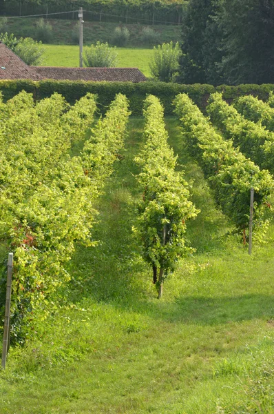 Racimos de uvas en un viñedo antes de la cosecha —  Fotos de Stock