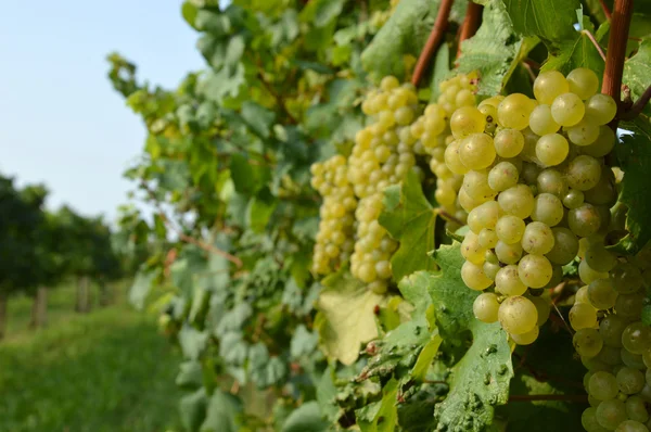Пучки винограда в винограднике перед сбором урожая — стоковое фото