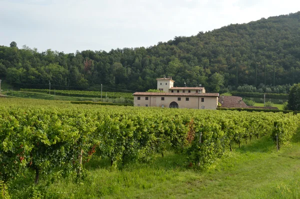 Starověké zemědělská usedlost se svými vinicemi v krajině — Stock fotografie