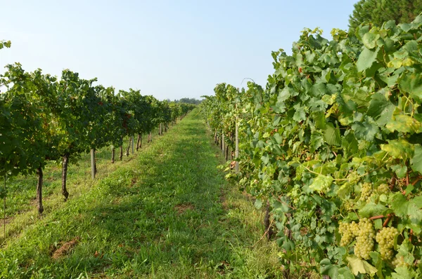 Racimos de uvas en un viñedo antes de la cosecha —  Fotos de Stock