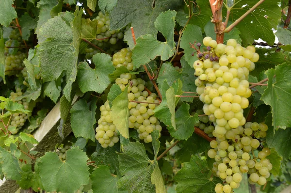 Bunches of grapes in a vineyard before harvest — Stock Photo, Image