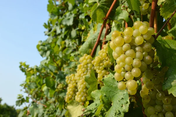 Bando de uvas numa vinha antes da vindima — Fotografia de Stock