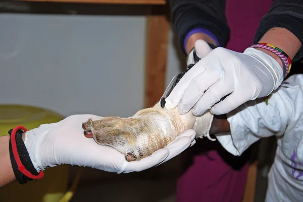 Las graves quemaduras en la mano de un niño Africano-Tanzania-África — Foto de Stock