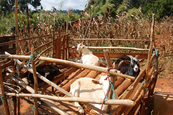 Paesaggio agricolo in Tanzania - Africa — Foto Stock