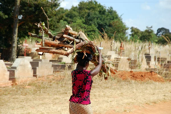 An African woman while carrying the wood for the fire