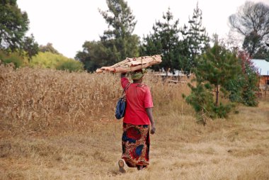 Ateş için odun taşıyan ise bir Afrikalı kadın