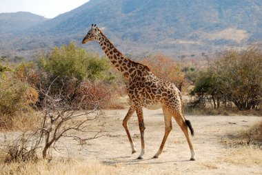 One day of safari in Tanzania - Africa - giraffe clipart