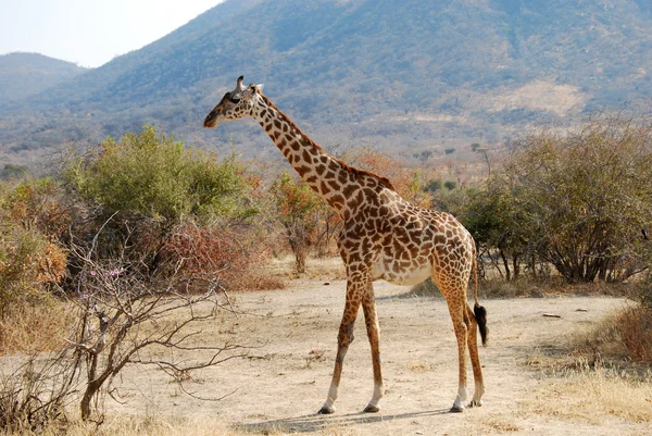 Pewnego dnia safari w parku narodowym Great Ruaha - żyrafa — Zdjęcie stockowe