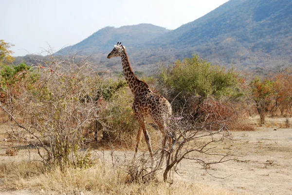 टांझानिया मध्ये सफारीचा एक दिवस आफ्रिका जिराफ — स्टॉक फोटो, इमेज