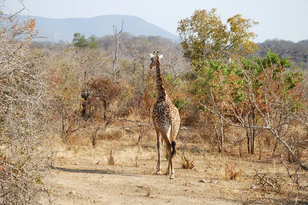 Um dia de safári na Tanzânia - África - Girafa — Fotografia de Stock