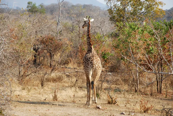 En dag av safari i Tanzania - Afrika - giraff — Stockfoto