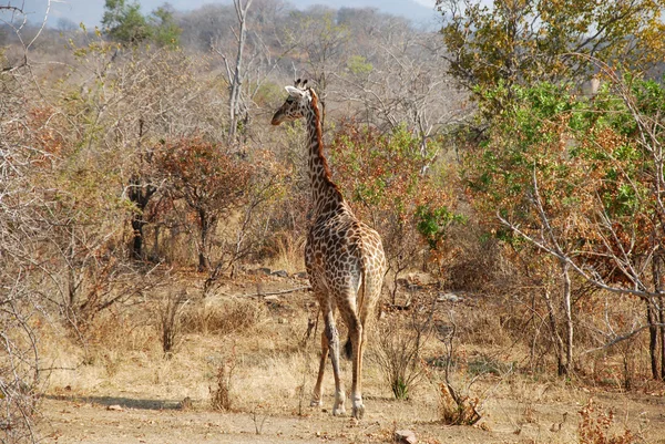 En dag av safari i Tanzania - Afrika - giraff — Stockfoto