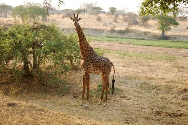En dag av safari i Tanzania - Afrika - giraff — Stockfoto