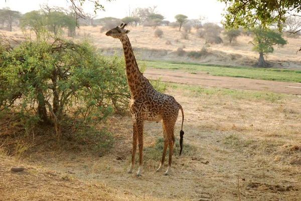 Un día de safari en Tanzania - África - Jirafa — Foto de Stock