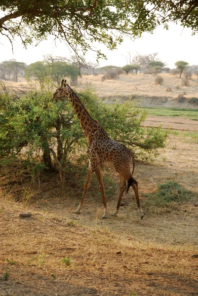 Jeden den Safari v Tanzanii - Afrika - žirafa — Stock fotografie