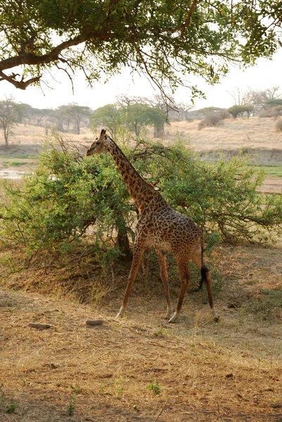 Jeden den Safari v Tanzanii - Afrika - žirafa — Stock fotografie