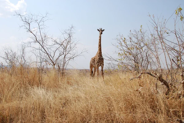 Un día de safari en Tanzania - África - Jirafa — Foto de Stock