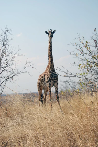 One day of safari in Tanzania - Africa - Giraffe — Stock Photo, Image