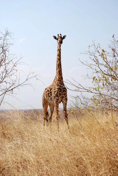 One day of safari in Tanzania - Africa - Giraffe — Stock Photo, Image