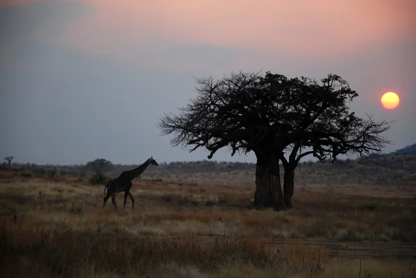 Jeden den safari v Tanzanii - Afrika - žirafa při západu slunce — Stock fotografie