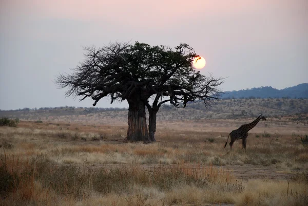 Jeden den safari v Tanzanii - Afrika - žirafa při západu slunce — Stock fotografie