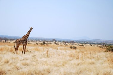 One day of safari in Tanzania - Africa - Giraffe clipart