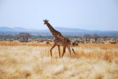 Bir gün Safari Tanzanya - Afrika - zürafa