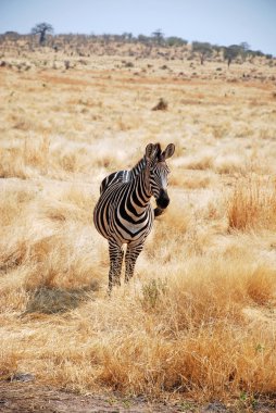 Safari Tanzanya - Afrika - zebralar içinde bir gün