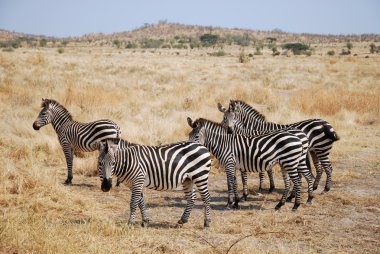 One day of safari in Tanzania - Africa - Zebras clipart
