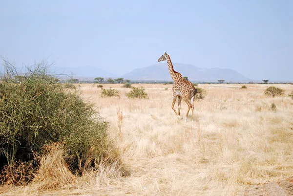 Un día de safari en Tanzania - África - Jirafa — Foto de Stock