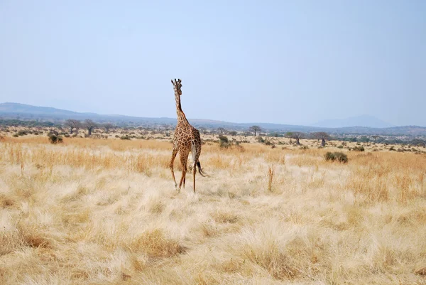 En dag av safari i Tanzania - Afrika - giraff — Stockfoto