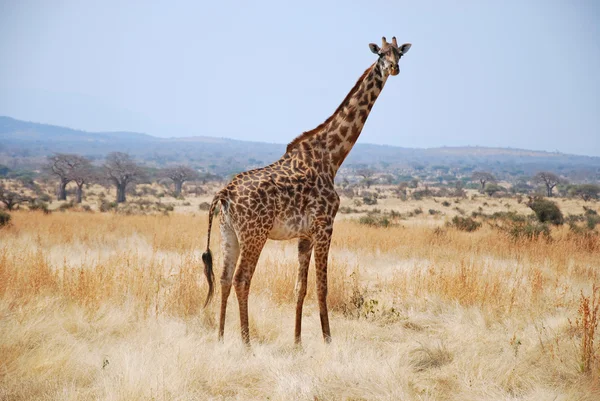 Un día de safari en Tanzania - África - Jirafa —  Fotos de Stock