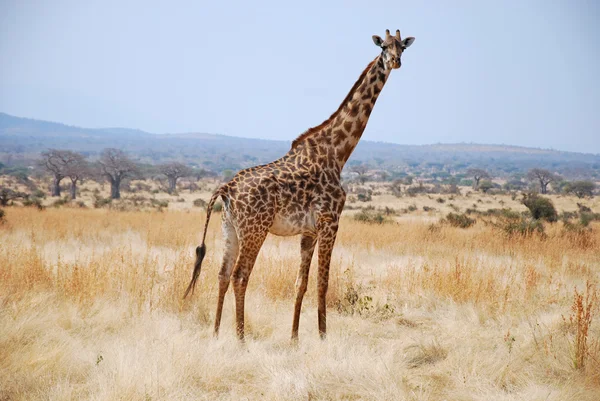 Een dag van safari in Tanzania - Afrika - giraf — Stockfoto