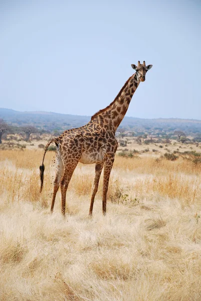 One day of safari in Tanzania - Africa - Giraffe — Stock Photo, Image