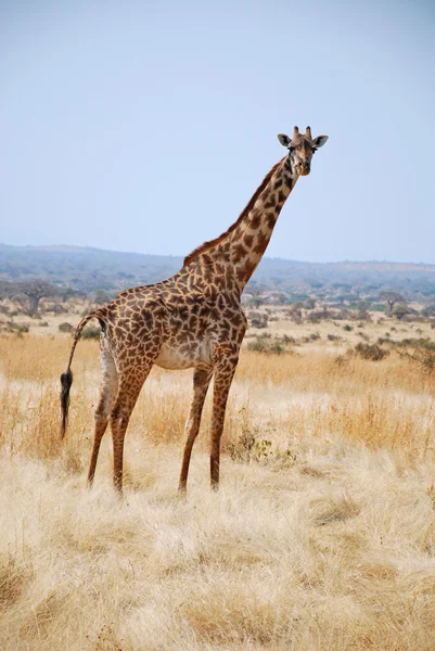 Um dia de safári na Tanzânia - África - Girafa — Fotografia de Stock